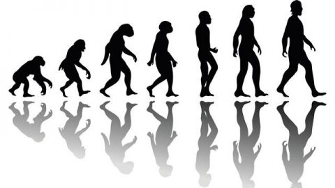 Evolution of man