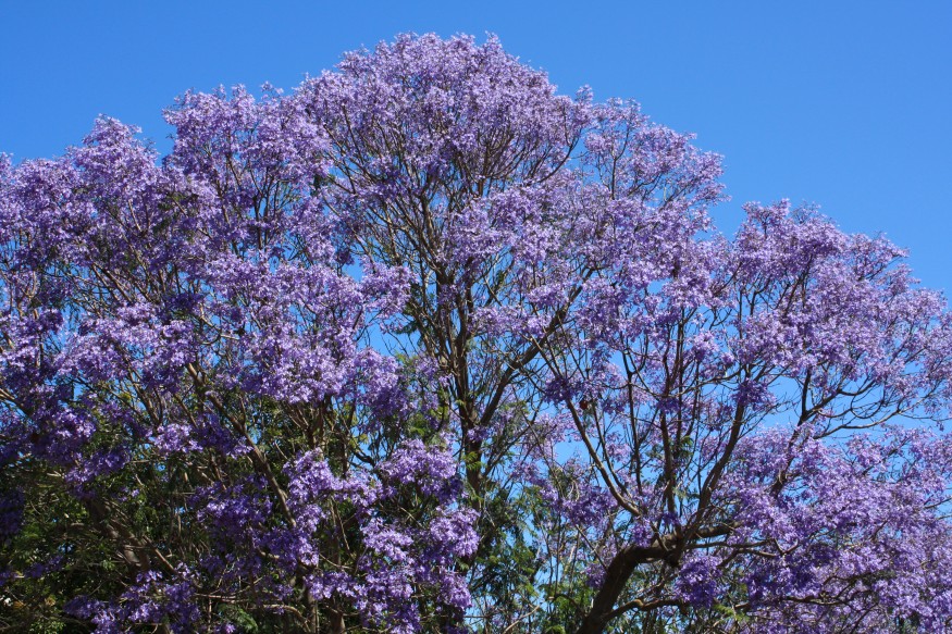 Jacaranda Tree Australia