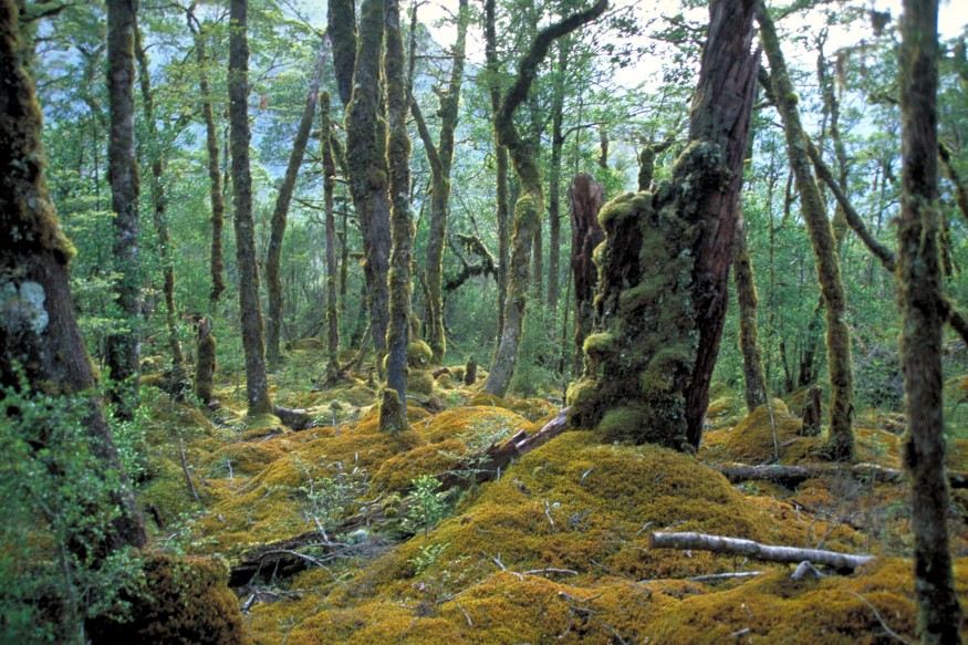 Beech Forest New Zealand