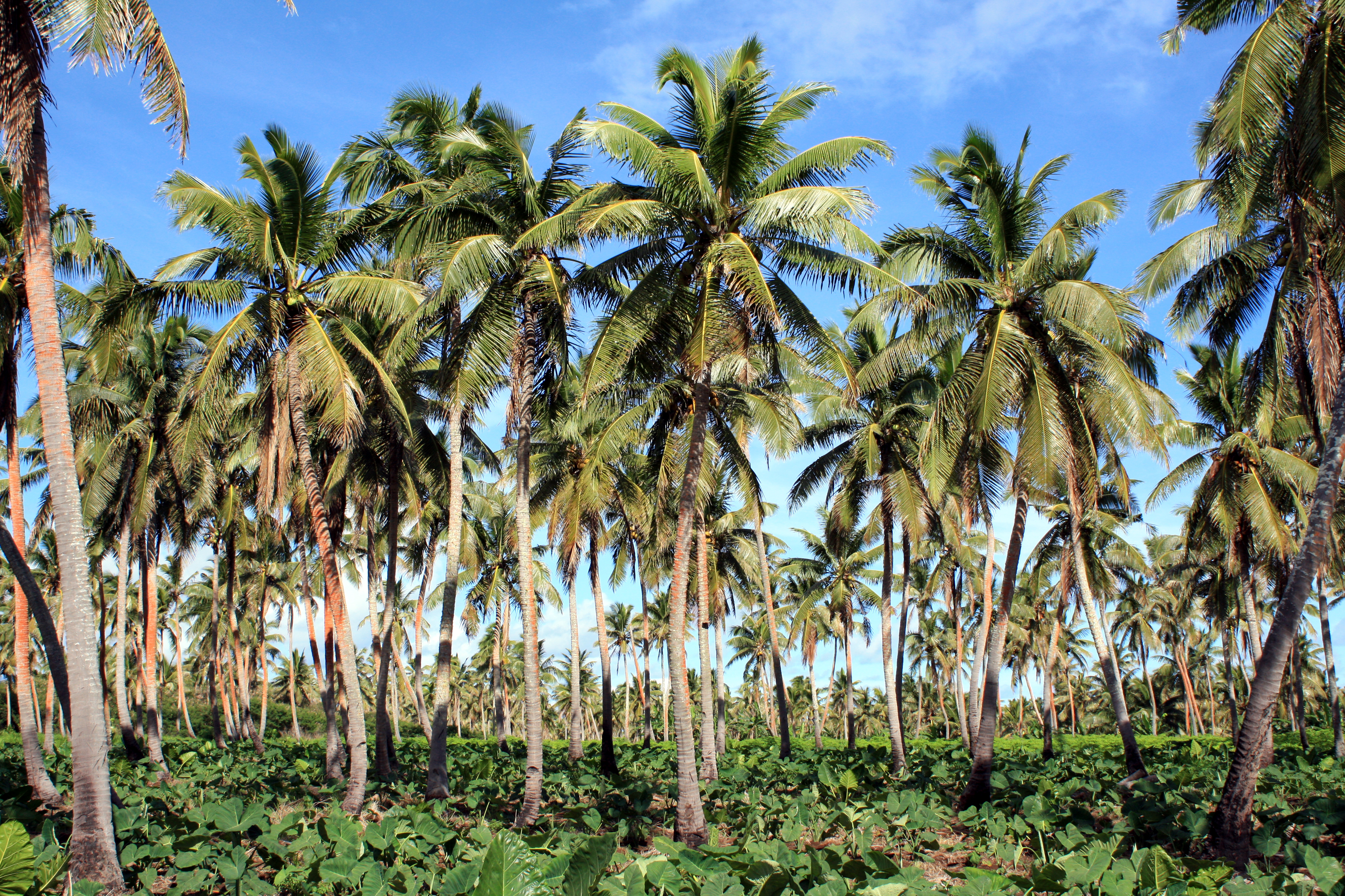 Coconut Palm Tree Tonga