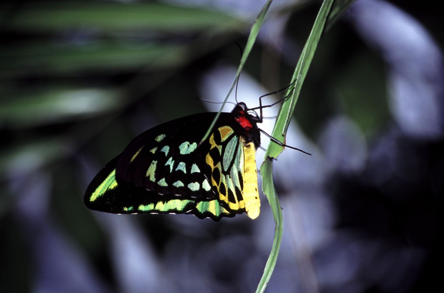 Cairns Birdwing Butterfly, Queensland Australia