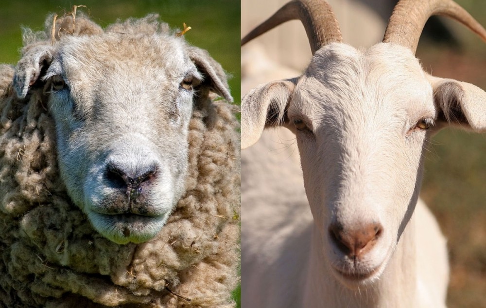 Sheep and goat