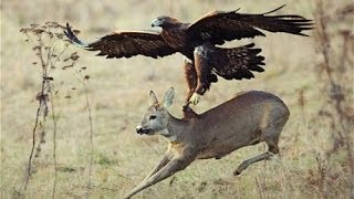 eagle attacks goat