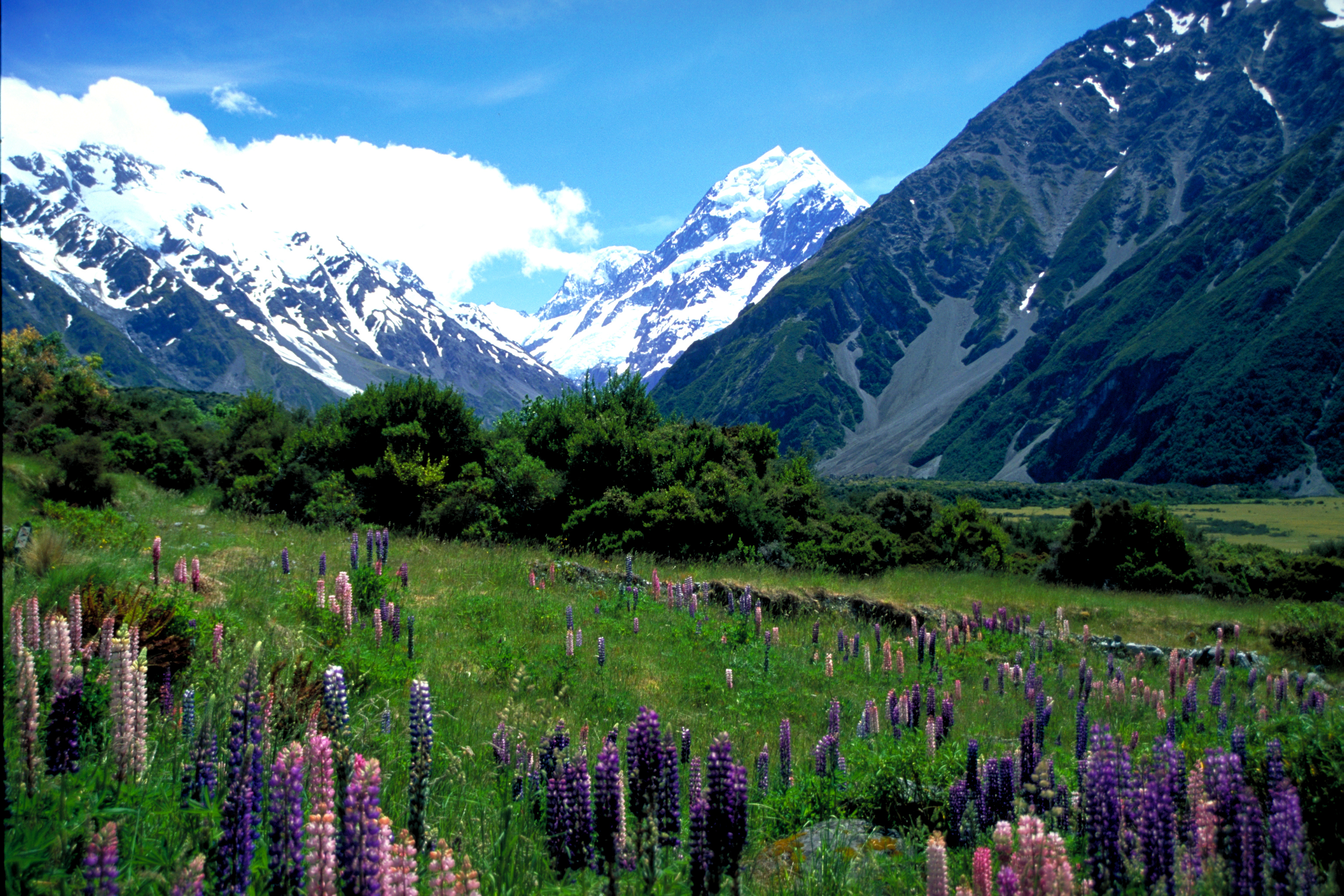 Lupins Mt Cook