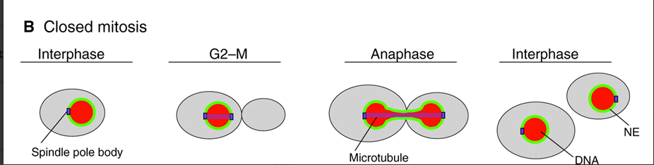 ClosedMitosisDiagram