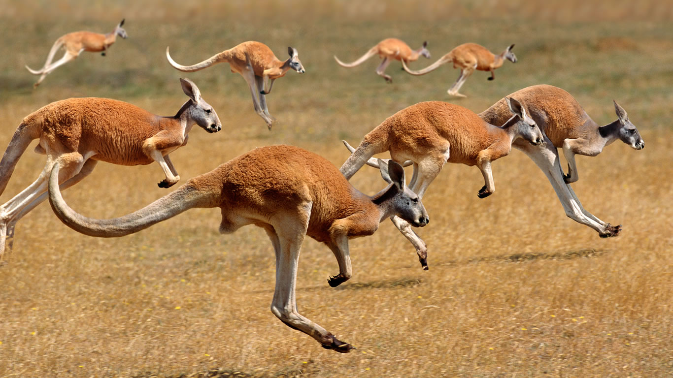 kangaroo