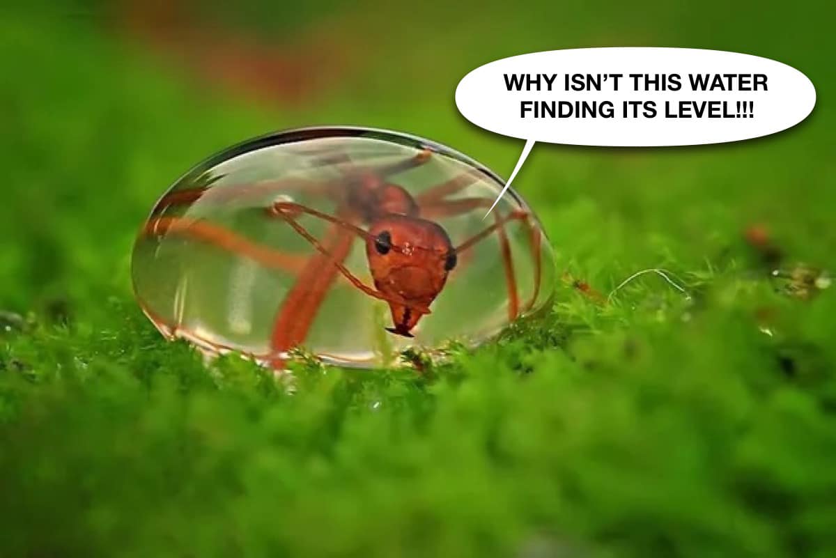 flat-earth-ant